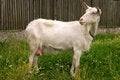 Free Goat Single Royalty Free Stock Image - 1935746