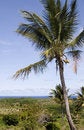 Free Palm Tree Royalty Free Stock Images - 1936929
