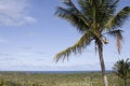 Free Palm Tree Royalty Free Stock Photography - 1936937