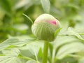 Free Spring Time Royalty Free Stock Photos - 1937408