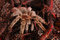 Free Spider Tarantula 3 Royalty Free Stock Image - 1931386