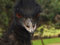 Free Bird - Emu Royalty Free Stock Photo - 1935305