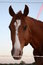 Free Quarter Horse Stock Photography - 19370042