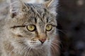 Free Face Of Grey Cat Royalty Free Stock Photo - 1949165