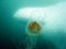 Free Jellyfish Iceberg Stock Photography - 1940742