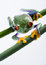 Free Red Eyed Tree Frog Stock Photo - 1940760