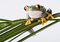 Free Red Eyed Tree Frog Royalty Free Stock Image - 1940796