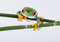 Free Red Eyed Tree Frog Royalty Free Stock Image - 1940866