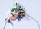 Free Web Frog Stock Photography - 1946482
