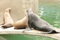 Free Sea Lions Royalty Free Stock Photos - 1946558