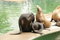 Free Sea Lions Royalty Free Stock Photography - 1946587