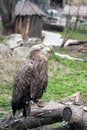 Free Eagle At The Zoo Royalty Free Stock Photography - 19413197