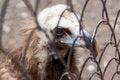 Free Eagle At The Zoo Royalty Free Stock Photos - 19413198