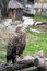 Free Eagle At The Zoo Royalty Free Stock Photography - 19413197