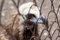 Free Eagle At The Zoo Royalty Free Stock Photos - 19413198