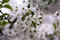 Free Cherry Flowers On Tree Stock Photo - 19413200