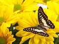 Free Common Jay Butterfly Royalty Free Stock Photo - 19424065