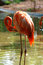 Free Flamingos Stock Photo - 19447550