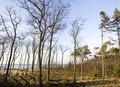 Free Barren Trees And Sea Panorama. Royalty Free Stock Image - 1951056