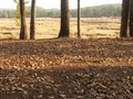 Free On Way To Kanha Stock Images - 1955594