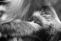 Free Monkey Infant Stock Photo - 1955730
