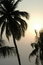 Free Palm Tree Stock Image - 1953931