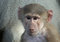 Free Baby Monkey Stock Photo - 1957620
