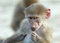 Free Baby Monkey Stock Photos - 1957623