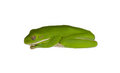 Free Curled Up Port Douglas Green Tree Frog Royalty Free Stock Photography - 19507767
