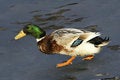 Free Green Head Duck Royalty Free Stock Images - 19533949