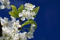 Free White Flowers Royalty Free Stock Image - 19540956