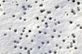 Free Rain Drops On The Snow Stock Image - 1962061