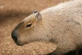 Free Rodent Stock Photo - 1962650