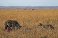 Free Hyena And Jackal Stock Image - 1962821