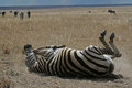 Free Plains Zebra Royalty Free Stock Images - 1962939