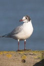 Free Sea Gull Stock Image - 1967671