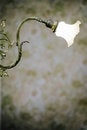 Free Curvy Lamp Stock Images - 1968804