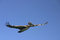 Free Flying Pelican Royalty Free Stock Photos - 1960788