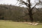 Free Sheep Royalty Free Stock Photos - 1964718