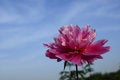 Free Peony Flowers Stock Image - 19652121