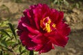 Free Peony Flowers Royalty Free Stock Image - 19652206