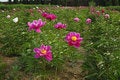 Free Peony Flowers Royalty Free Stock Photography - 19652367