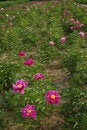 Free Peony Flowers Stock Image - 19652451