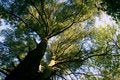 Free Worms Eye View, Old Growth Tree Royalty Free Stock Photos - 19669098