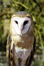 Free Barn Owl Stock Image - 19692071