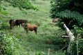 Free Savage Horse Stock Images - 1970094