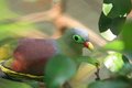 Free Small Bird Royalty Free Stock Photo - 1971335