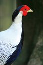Free Chicken Bird Stock Photography - 1971412