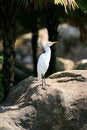 Free White Bird Royalty Free Stock Photo - 1971525