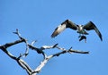 Free Osprey With A Fish Stock Photography - 1972552